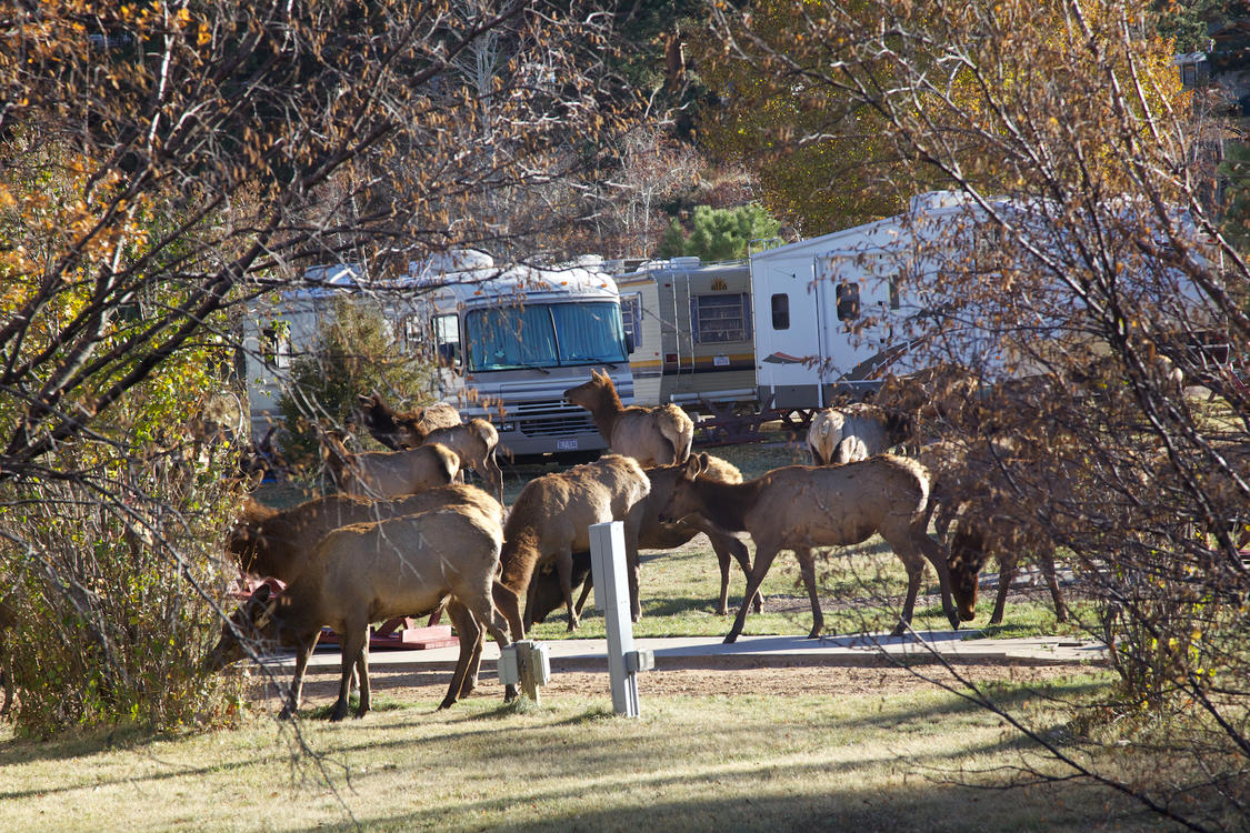 Elk at Manor RV Park