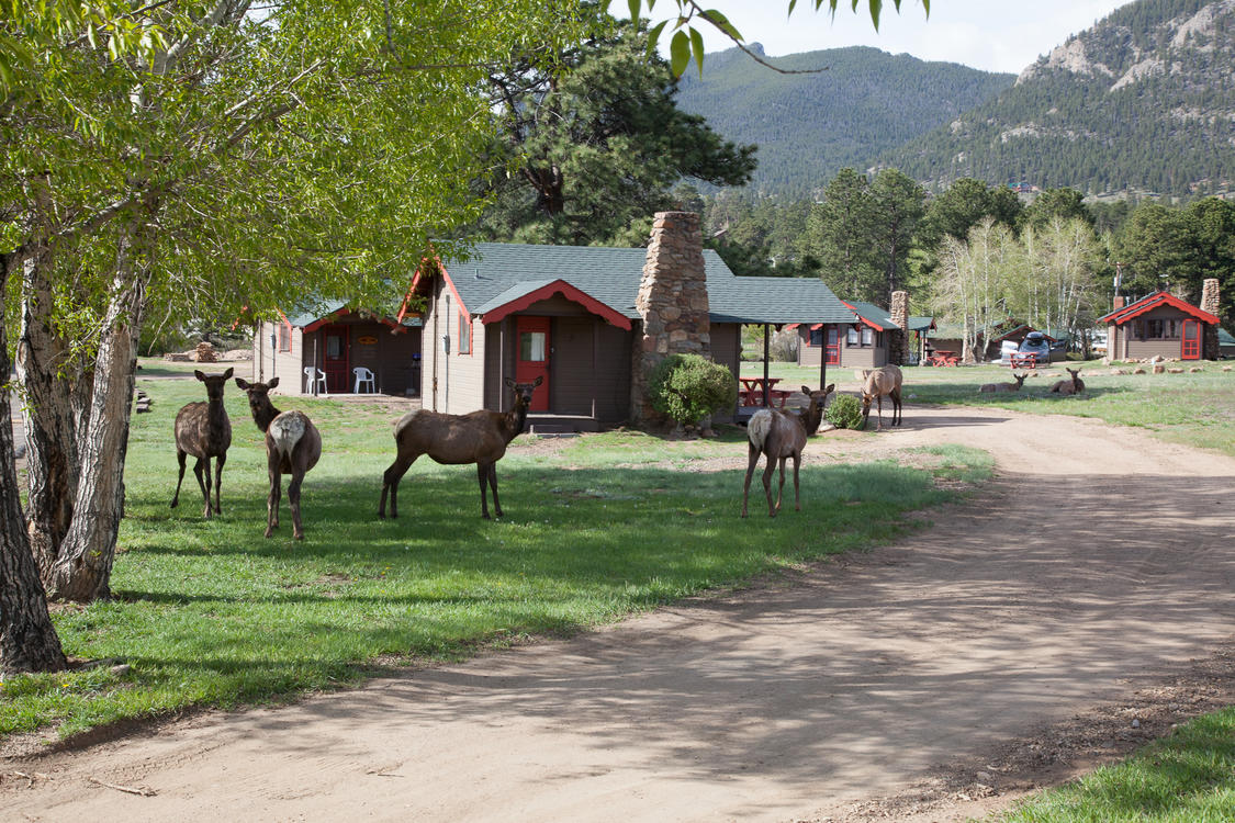 Tiny Town Cabins with Elk